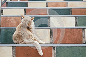 Orange cat tabby feline licking grooming on stairs