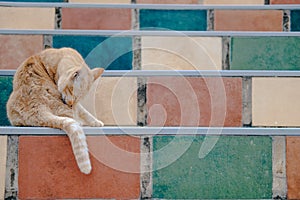 Orange cat tabby feline licking grooming on stairs