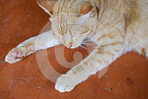 Orange cat tabby feline lying resting on floor