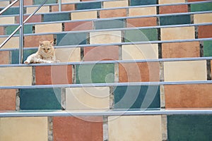 Orange cat tabby feline lying resting on stairs