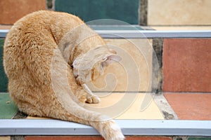 Orange cat tabby feline lying resting on stairs