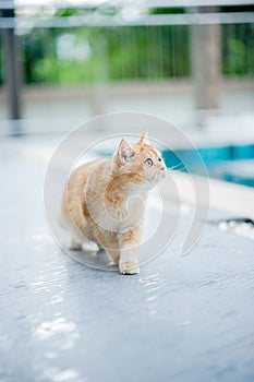 orange cat walking by the pool at the house, the cute pet walks relaxing in the area around the house
