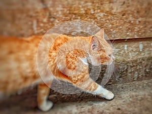 Orange cat walking quietly