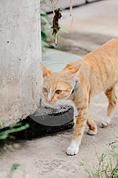 Orange cat is walking to find water to drink in the morning