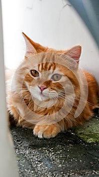 orange cat with a wary look