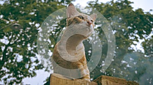 an orange cat watching its prey from afar