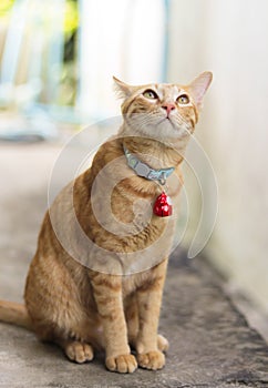 An orange cat wears a collar and hangs a red bell, sitting and looking up.