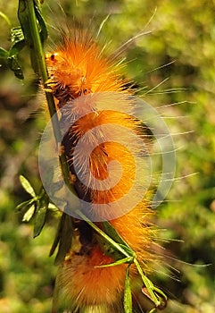Orange Catepillar
