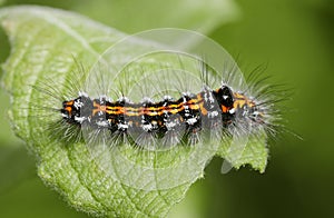 Orange caterpillar