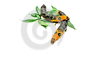 Two Orange Caterpillar