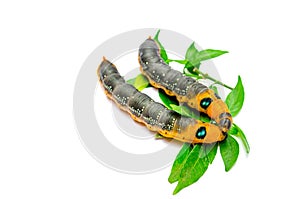 Two Orange Caterpillar