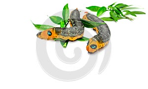 Two Orange Caterpillar