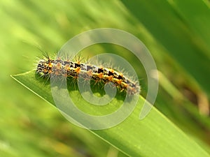 Orange caterpillar eating