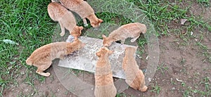 5 orange cats, the troublemaker is eating before completing the world mission photo
