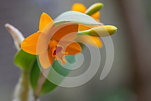 Orange Cattleya orchid, Guarianthe aurantiaca, buds and flower