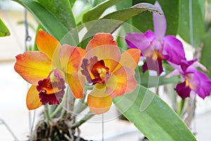 Orange cattleya orchid