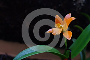 The orange Cattleya orchid flowers