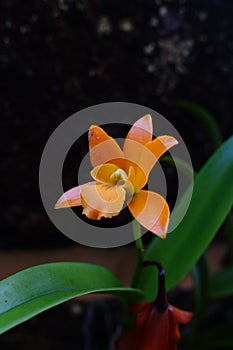 The orange Cattleya orchid flowers