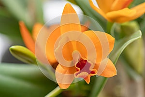 Orange Cattleya orchid, Guarianthe aurantiaca, close-up flower