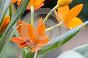 Orange Cattleya orchid, Guarianthe aurantiaca, orange flower