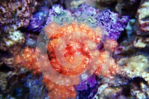 Orange Cauliflower Coral - Scleronephthya spp. soft coral in reef aquarium
