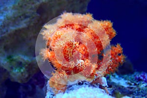 Orange Cauliflower Coral - Scleronephthya spp. soft coral in reef aquarium photo