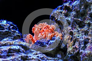 Orange Cauliflower Coral - Scleronephthya spp. soft coral in reef aquarium photo