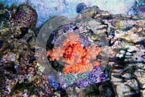 Orange Cauliflower Coral - Scleronephthya spp. soft coral in reef aquarium photo