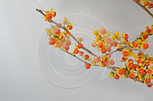 Orange Celastrus Scandens  berries on White Background