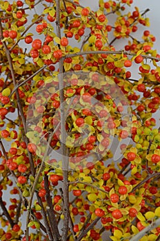 Orange Celastrus Scandens  berries on White Background