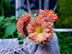 Orange Ceruni Flowers