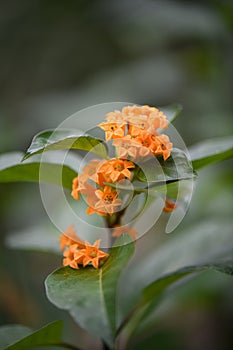 Orange Cestrum aurantiacum, orange flower