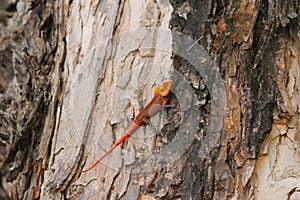 Orange Chameleon on a tree