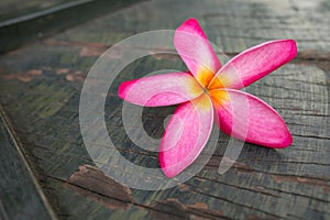 Orange Champaka& x27; flower