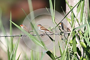 Orange Cheeked Waxbill photo