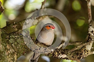 Orange cheeked waxbill bird Estrilda melpoda