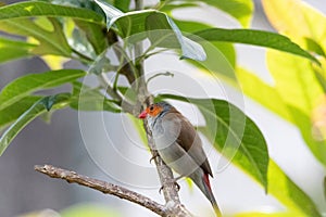 Orange cheeked waxbill bird Estrilda melpoda