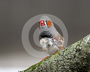 Orange Cheeked Waxbill Finch on Moss Covered Log