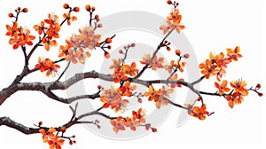 An orange cherry blossom tree, from Japan. A blossoming sakura, Japanese floral vegetation. Spring sacura, blooming