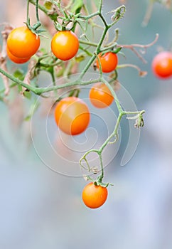 Orange cherry tomatoes branch.