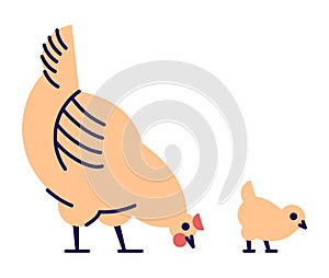 Orange chicken with chick pecking flat vector illustration. Domestic bird breeding concept. Mother hen isolated design