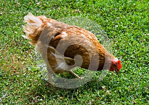 Orange chicken with red wattle, face and comb