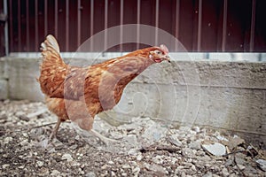 Orange chicken walking on the ground