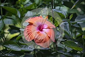 Orange Chinese Hibiscus, China rose flower in a garden, close up