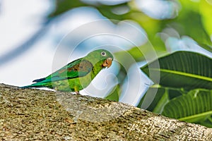 Orange-chinned parakeet (Brotogeris jugularis), Rionegro, Antioquia department. Wildlife and birdwatching in Colombia.