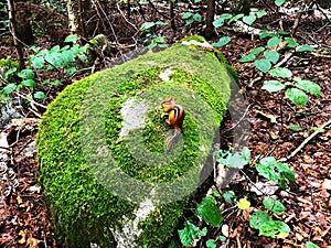 An orange chipmuck in Mount Willard woods