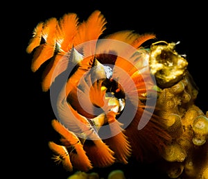 Orange christmas tree worms underwater