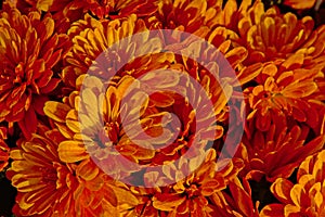 Orange chrysant flowers - Chrysanthemum