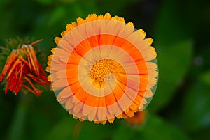 Orange Chrysanthemum