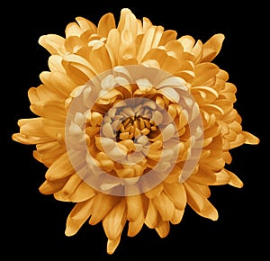 Orange chrysanthemum. Flower on the black isolated background with clipping path. Close-up. no shadows.